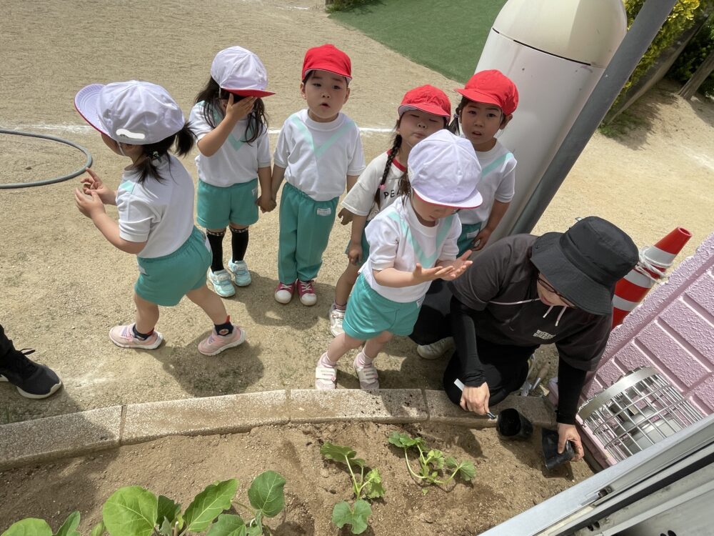 野菜の苗植え